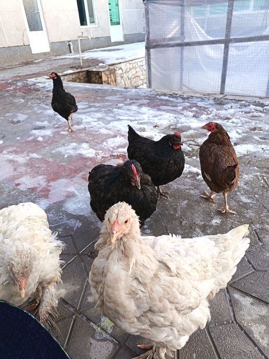 Хонаки товуклар сотилади