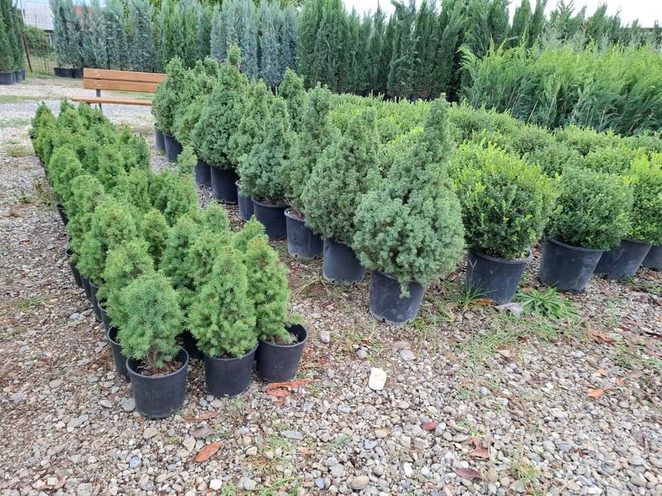 Leilandi la ghiveci înălțimi mari și mici