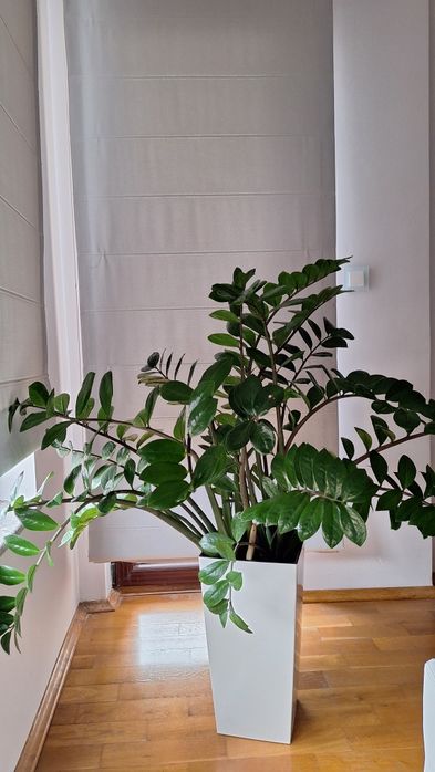 Зелени декоративни цветя