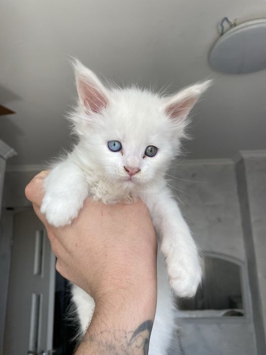 Продам котенка мейн кун