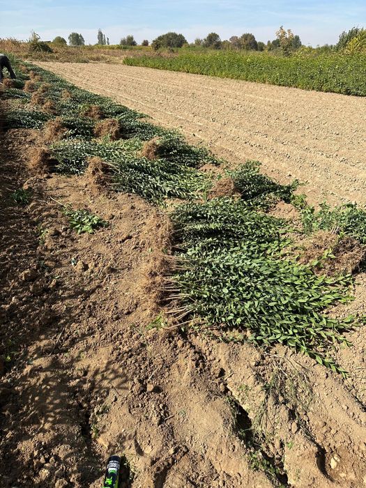 Жеміс жидек,сәндік ағаштар,шыршалар.