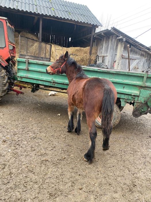 Vand sau schimb maza de 6 luni