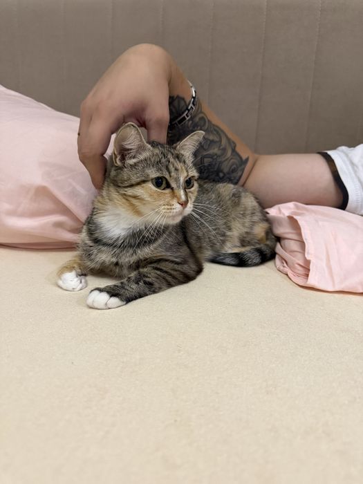 Отдам красивую кошечку