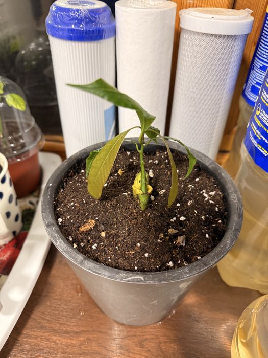 Экозтический саженец - Манго