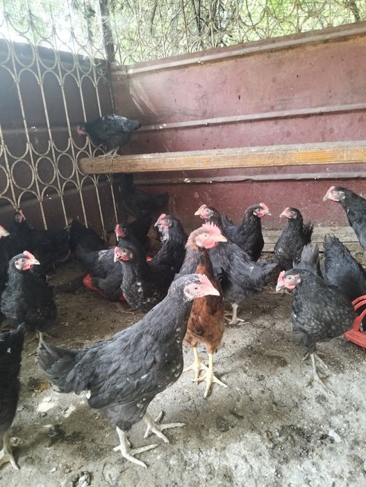 Продам петушков Московская чёрная