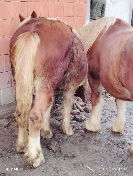 De vanzare Manz Cuminte