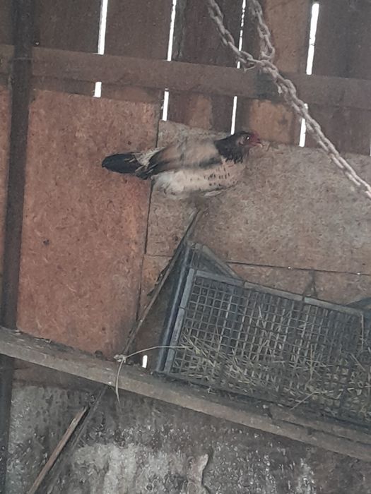 Găini pitice tinere