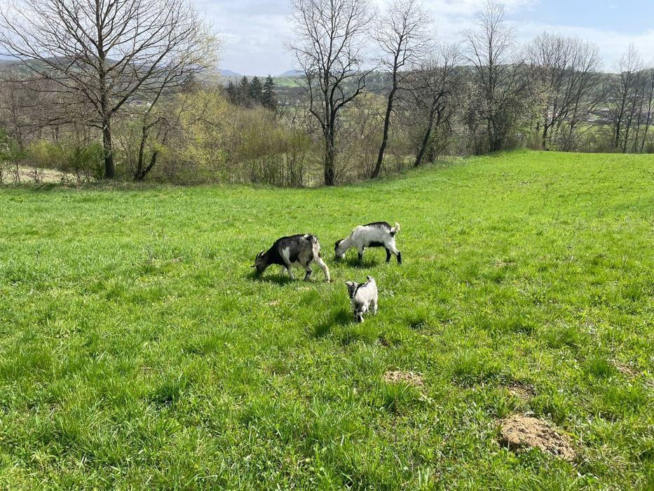 Vând două capre și un ieduț. Preț1100 neg.