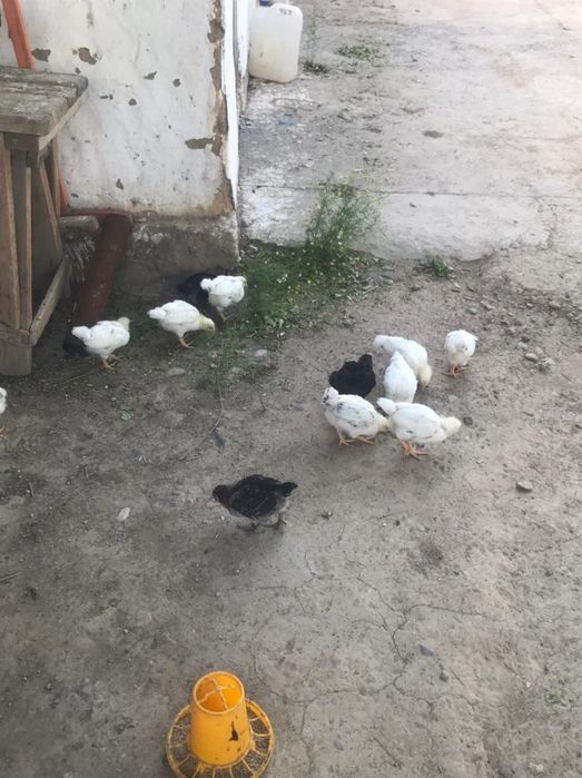 Балапан,  пародасы адлер