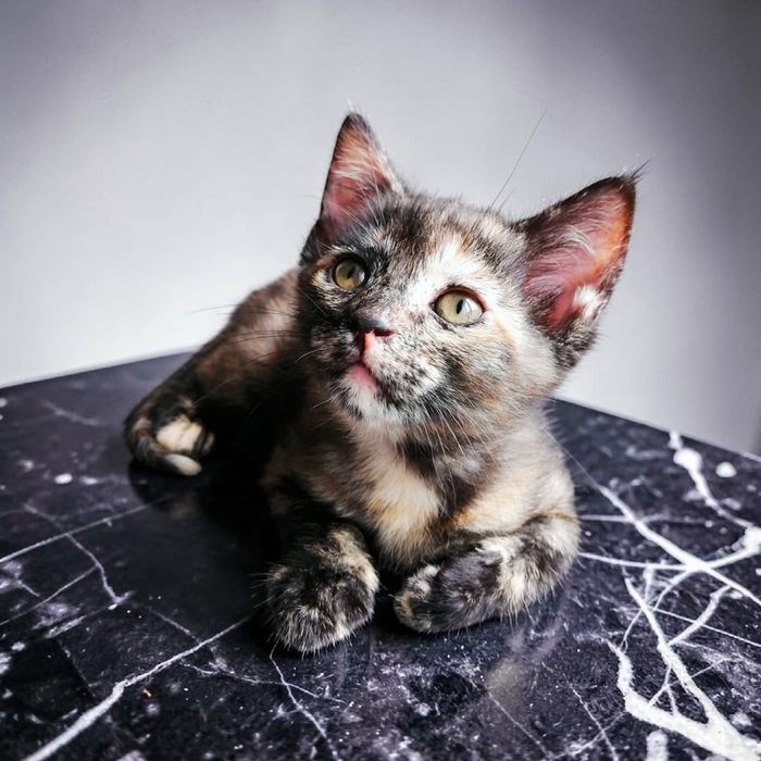 Отдам в семью котенка-девочку