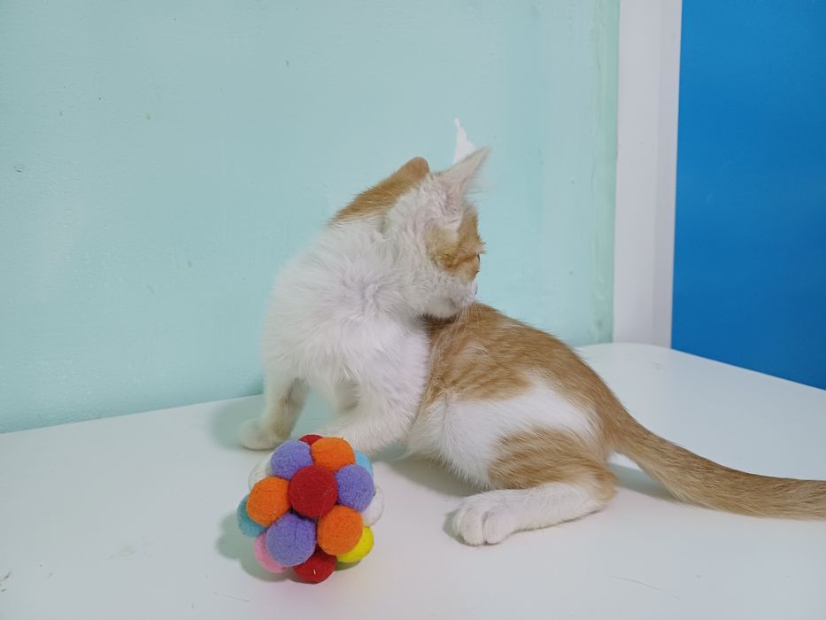 Солнечный котёнок Вася - счастье в дом