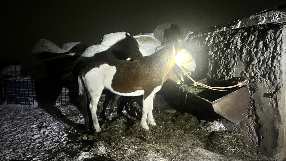 Согым  сатам семиз