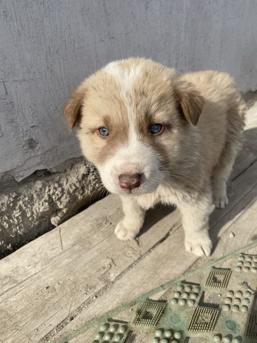 Казахи тобет девочки