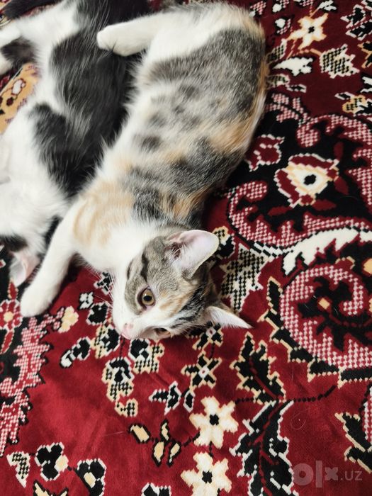 Отдам  котят в добрые руки