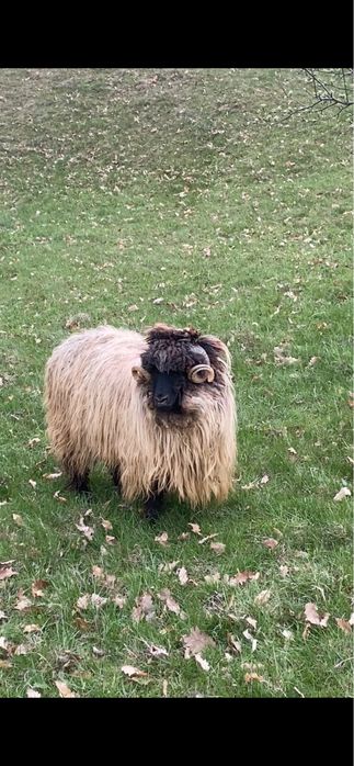 Vand sau schimb berbeci bucalai