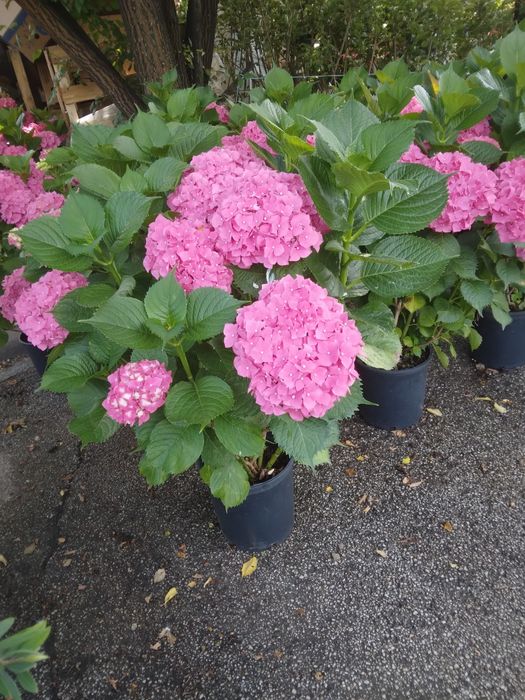 Hortensie Tufa De Gradina