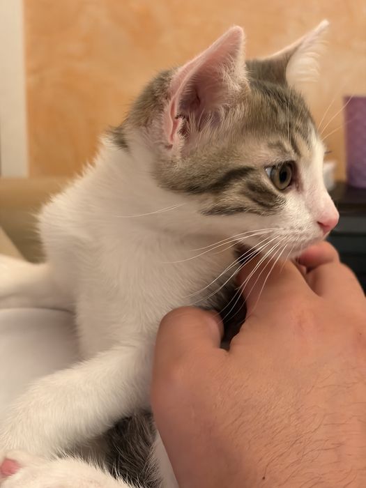 Pui de pisică pentru adopție