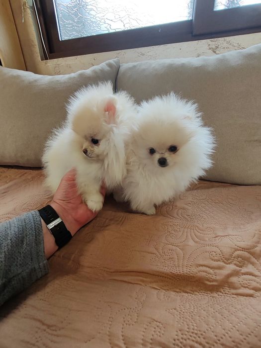 Померан мини женски.