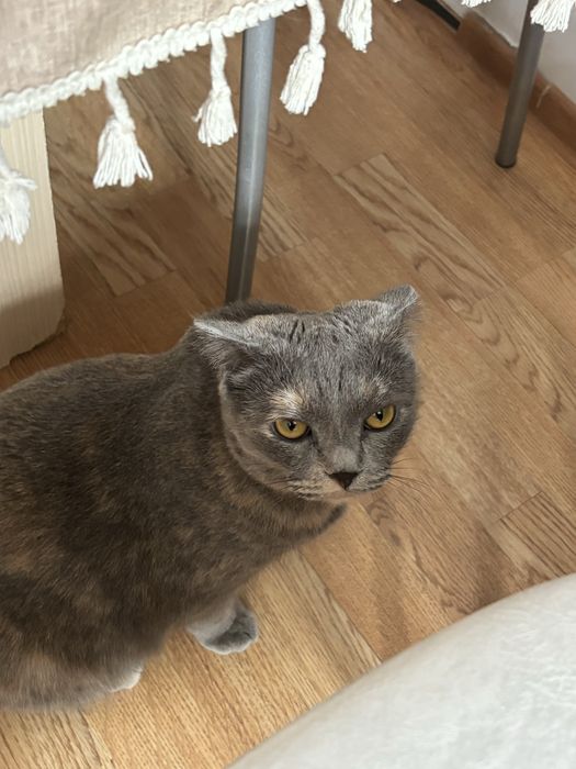 Отдам кошечку в хорошие руки