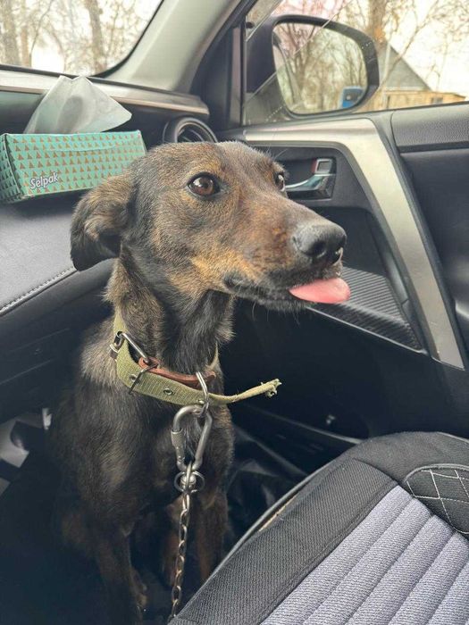 Щенята и мама в добрые руки