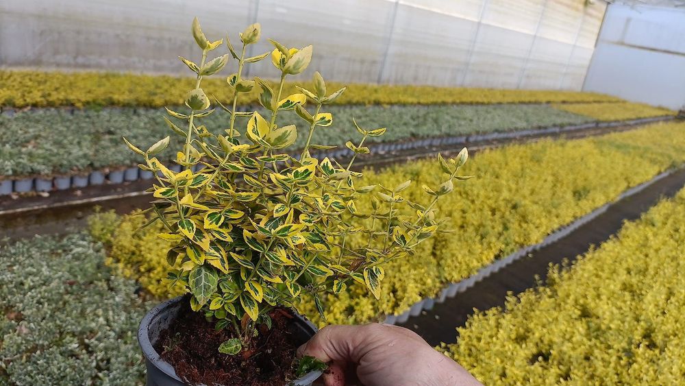 Tuia leylandii  150-180 cm