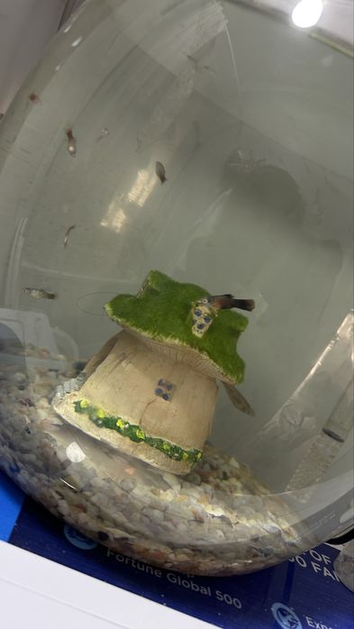 Аквариум с рыбками