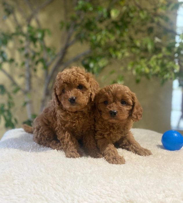 Кавапу - пудел / kavapoo - poodle