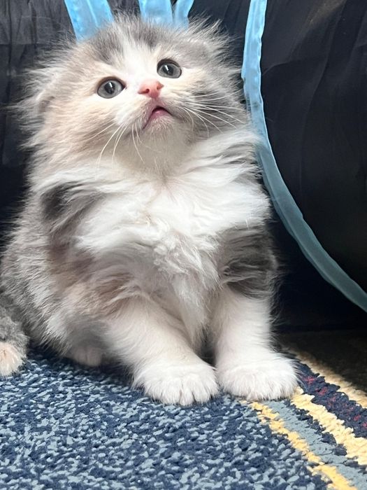 Шотландские малыши