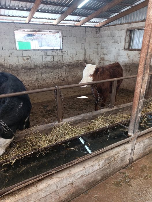 Продаются тёлки  белоголовые