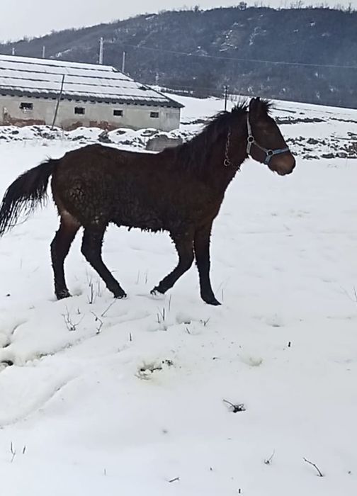 Vand sau schimb manz