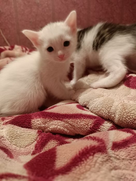 Котята один месяц родились девочки