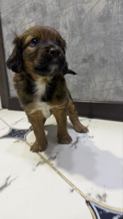 Щенок 1,5 месяца