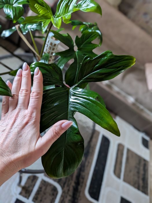Продам филодендрон сорта Florida Green