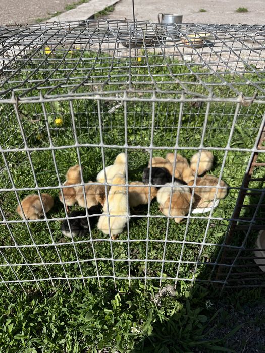 Продам курицу  с цыплятами