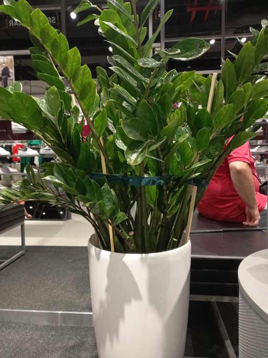 уход за растениями ,удобрение , пересадка, обрезка итд