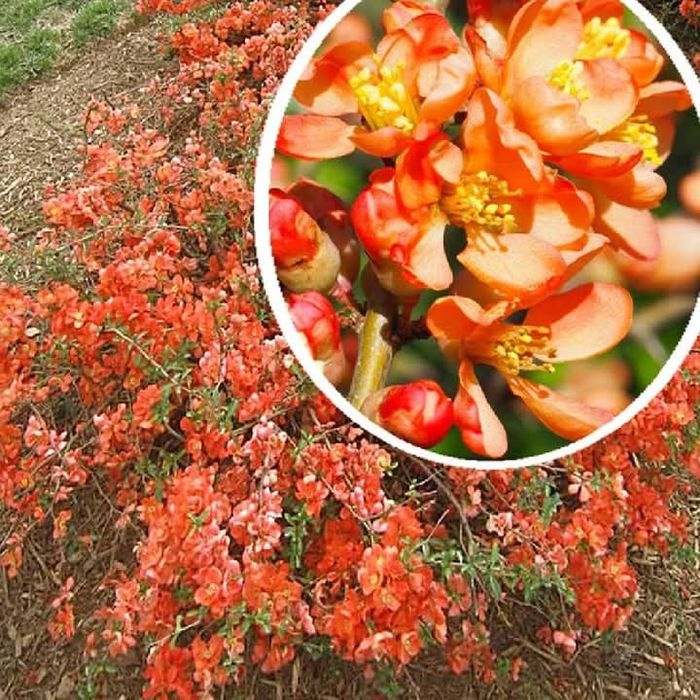 Японска Дюля/4 Налични цвята