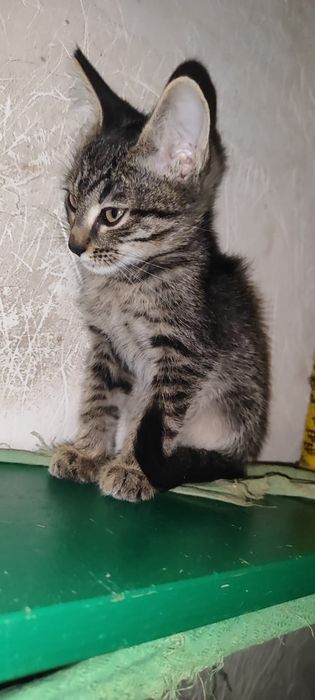 Котята мальчики 2 мес. с доставкой
