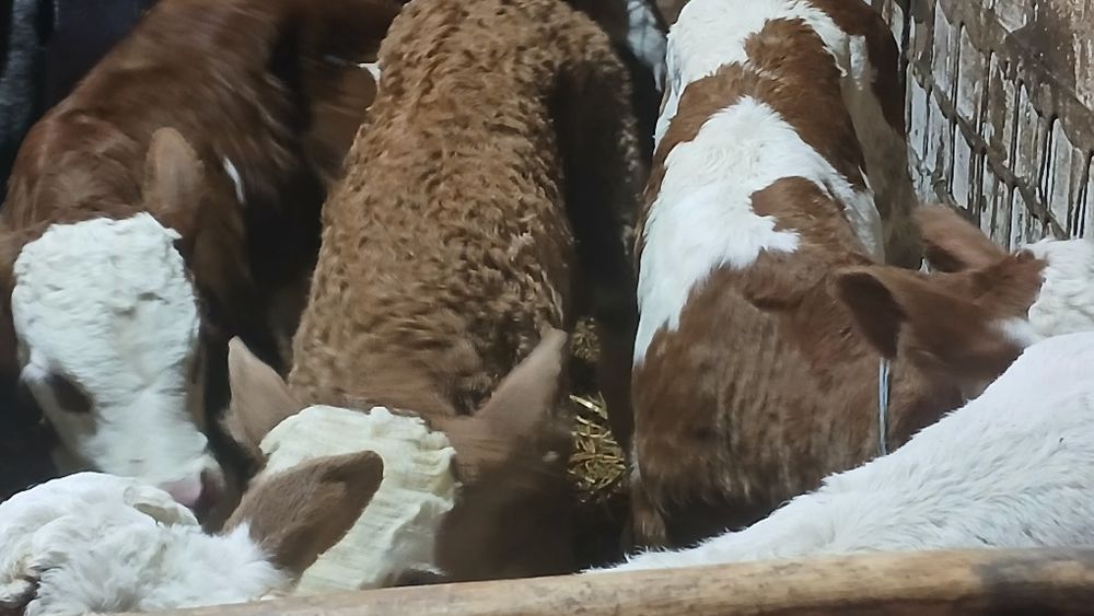 Vitei baltata si belgian