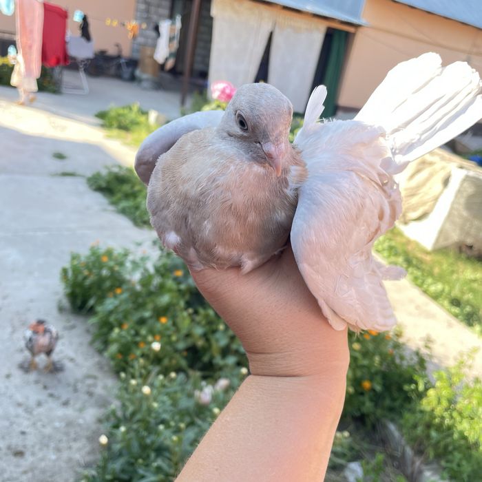 Продам голубей молодых