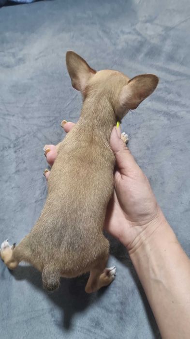 Русский Той-терьер мини