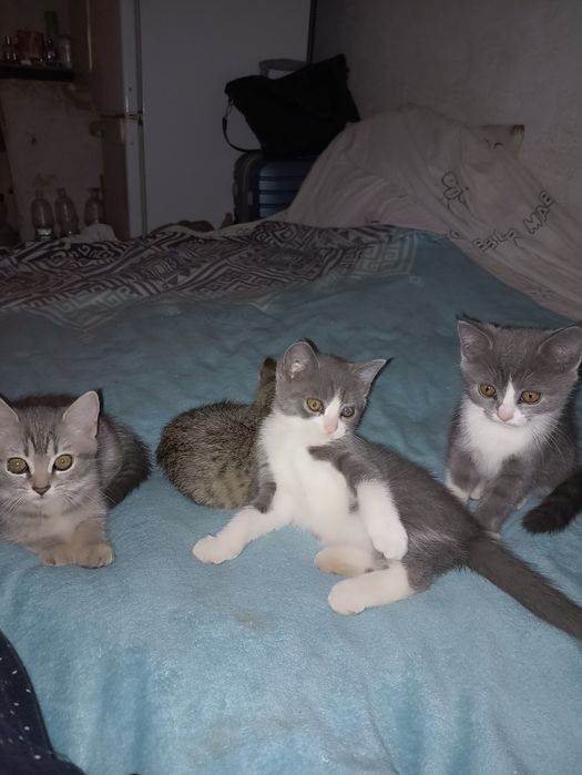 Отдам котят в добрые руки