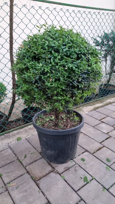 BUXUS pentru gard viu