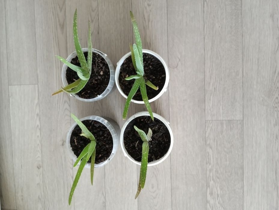 Продам лечебный Алое вера