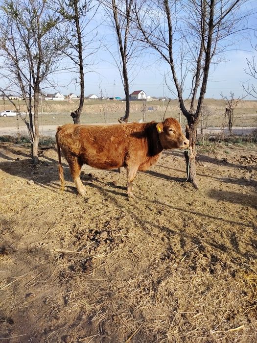 Буаз сиыр сатылады бір рет туған жуас. Продаётся стельная корова.
