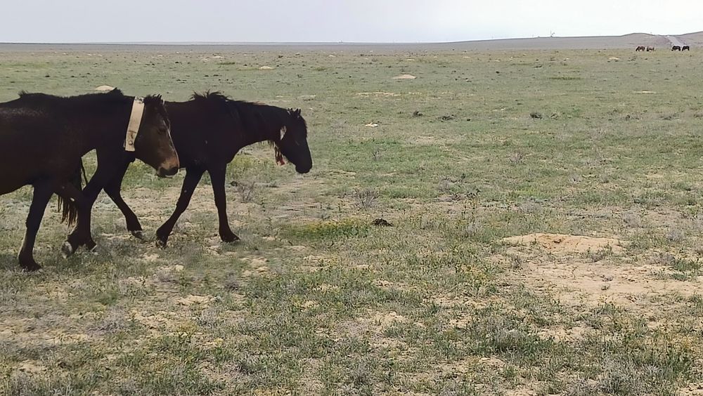 Құнан шығар сатылады!