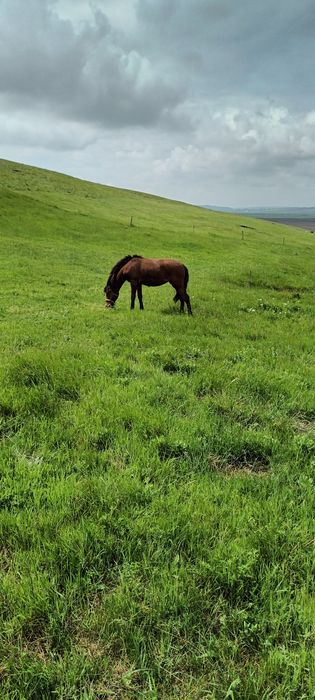 Animale tracțiune