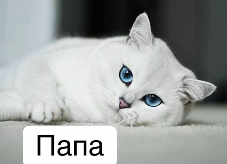 Продам котят породистые