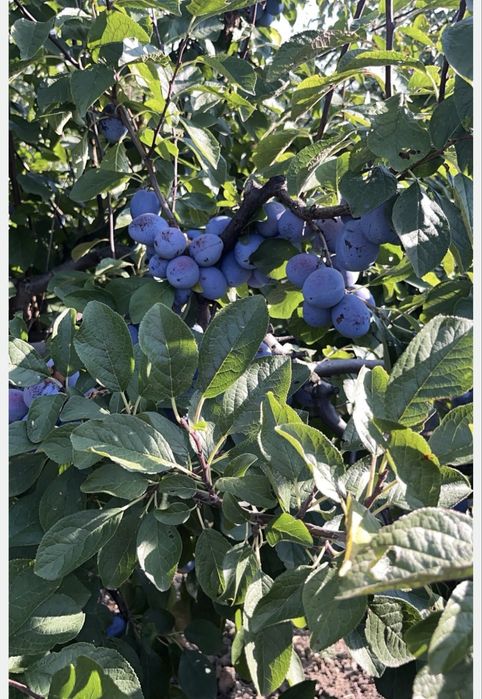Prune pentru palinca