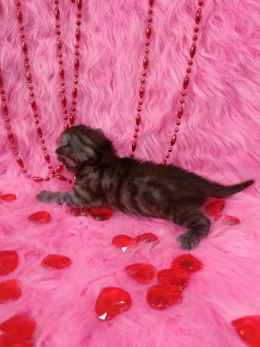 Две Бенгальские котята  девочки