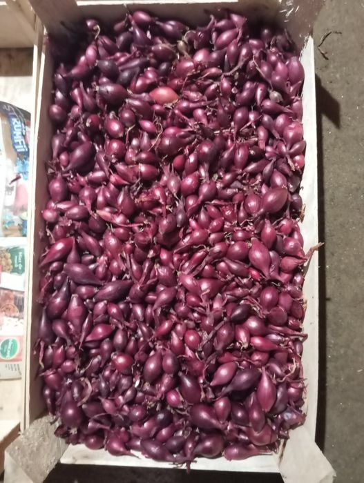 Arpagica galbenă și roșie,  de vânzare. 17 lei kg , usturoi 25 lei kg